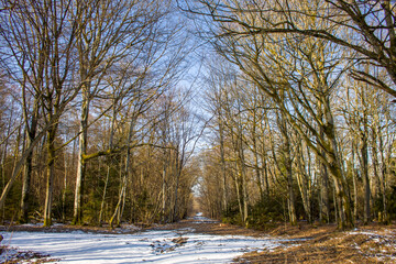 landscape with trees