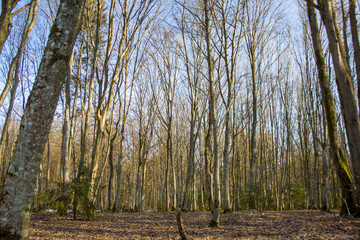 birch forest in autumn