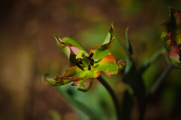 spring tulip flower in the nature