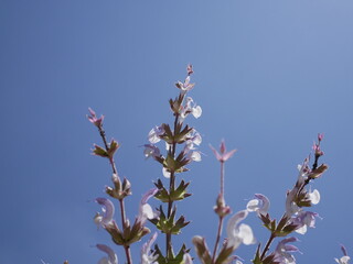 Sage flowers on a blue sky background. Flowering of medicinal plants in natural conditions.