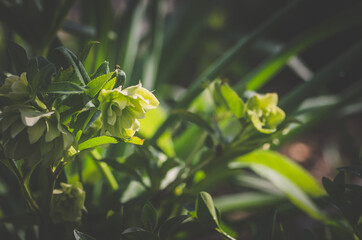 white helleborus flower green tone