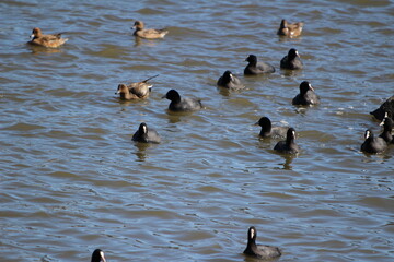 冬の川で泳ぐヒドリガモとオオバンの群れ
