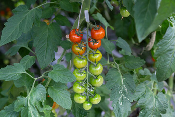 nightshade miner on a tomato leaf in a greenhouse