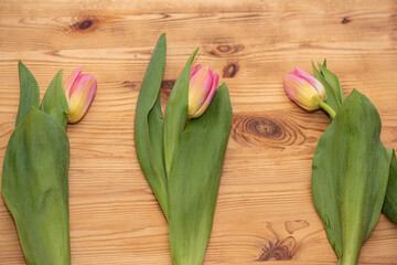 Women's Day. Pink tulips bouquet on wooden planks background, copy space, top view. Spring flowers