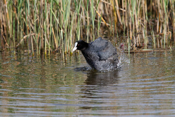 Eurasian coot (Fulica atra), also known as the common coot, taking a bath in the Netherlands