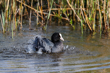 Eurasian coot (Fulica atra), also known as the common coot, taking a bath in the Netherlands