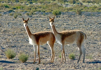 Vicunas in desert. Vicugna vicugna live in high alpine areas of Andes. Wool from vicuna, most expensive in world. Vicunas are relatives  llama and  wild ancestor of domesticated alpacas.