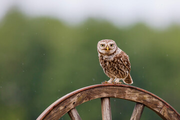 Little owl (Athene noctua) sitting in the meadows in the Netherlands