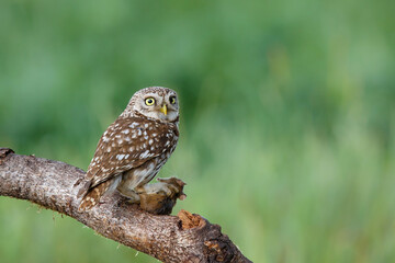 Little owl (Athene noctua) eating a mouse in the meadows in the Netherlands