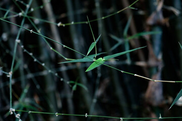 grasshopper on the grass