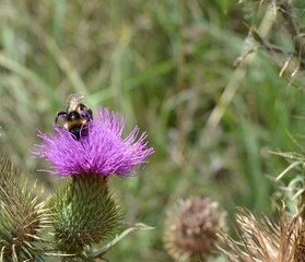 bumblebee pollinates a prickly flower, grass background