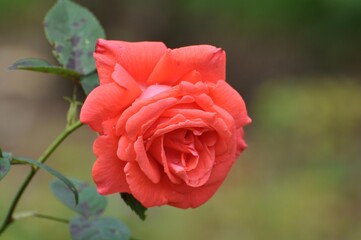 Rote Rosen im Garten