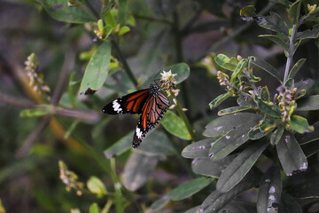 monarch butterfly on a flower