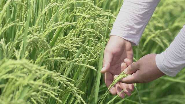 IF-a hand touching rice/벼 만지는 손/곡식/おかぼ/Agriculture du riz/Стеновое земледелие/Reisanbau
