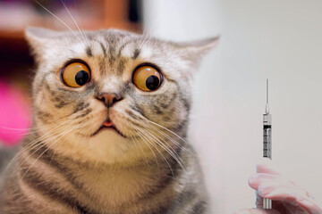 Panic cat scare of injection syringe or vaccine. Risk of vaccination - cat shock face. Vaccine for...