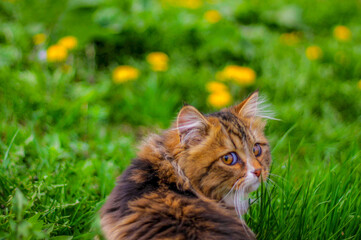 Rear view of cat in spring looks back on flower green grass field. Springtime portrait - cat going away on dandelion spring lawn. Cat look back in nature. Close up rear view animal look back in spring
