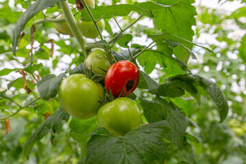 Still green, unripe, young tomato fruits affected by blossom end rot. This physiological disorder...