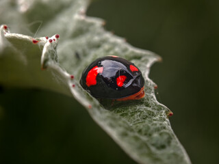 black ladybug on a leaf