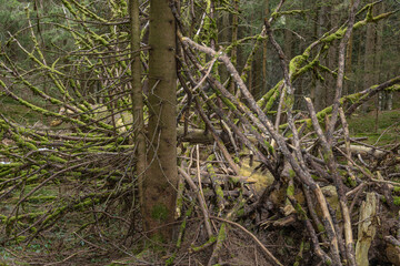 Fichte mit Unterholz Moos bedeckt