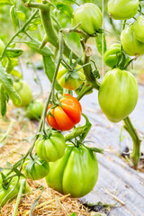 Organic tomatoes in a greenhouse, selective focus.