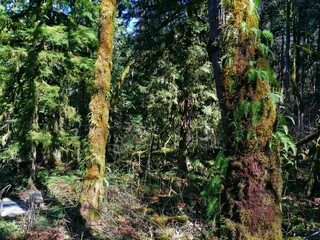 tree in the forest