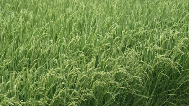 IF-rice-01/agriculture/벼농사/쌀/논/いなさく/Agriculture du riz/cultivo/coltivazione del riso/Reisanbau/trồng l&uacute;a/种水稻