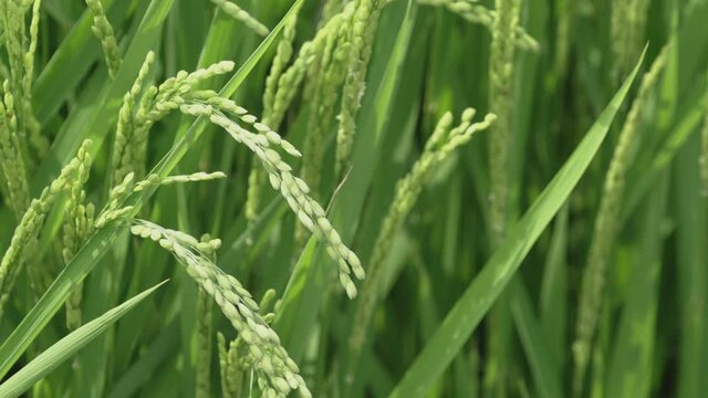 IF-rice-02/agriculture/벼농사/쌀/논/いなさく/Agriculture du riz/cultivo/coltivazione del riso/Reisanbau/trồng l&uacute;a/种水稻
