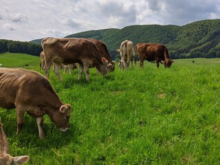Fototapeta premium cows on a meadow