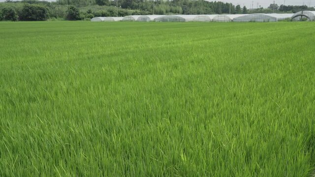 IF-rice-03/agriculture/벼농사/쌀/논/いなさく/Agriculture du riz/cultivo/coltivazione del riso/Reisanbau/trồng l&uacute;a/种水稻