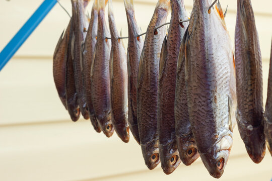 dried fish, salted roach dry on a wire