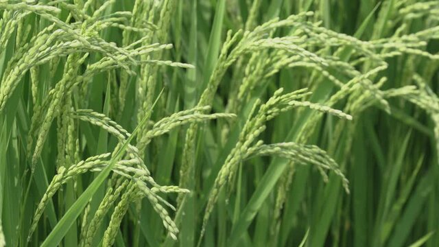 IF-rice-04/agriculture/벼농사/쌀/논/いなさく/Agriculture du riz/cultivo/coltivazione del riso/Reisanbau/trồng l&uacute;a/种水稻