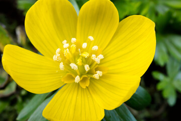 Eranthis hyemalis close up