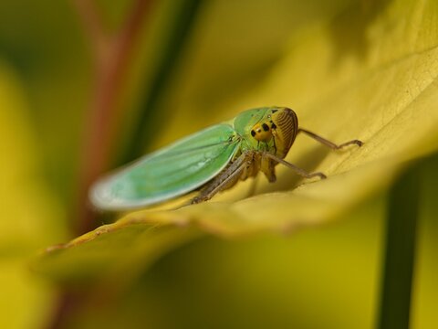 green leafhopper close up