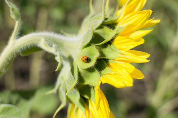 ladybug on sunflower. green petals, yellow petals