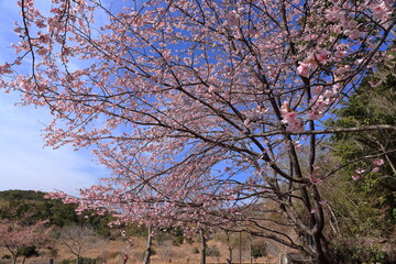 大きく広がる大寒桜　早春　（高知県　室戸広域公園）