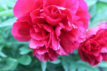 Red pink peony on the green background gardening flower growing spring