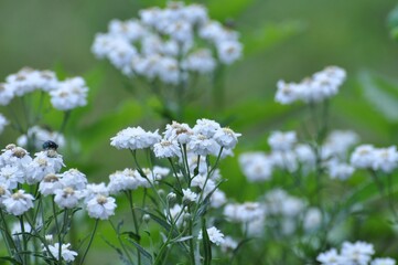 Fototapeta premium Gefülltes Schleierkraut im Garten