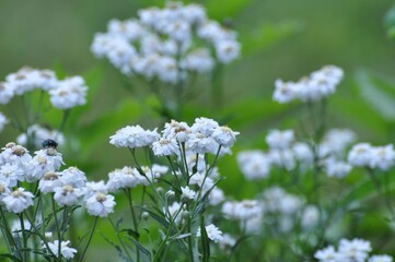 Gefülltes Schleierkraut im Garten