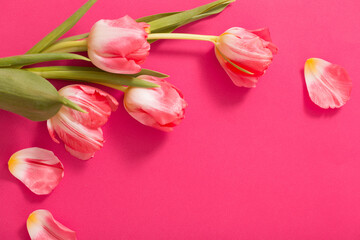 Obraz premium beautiful pink tulips on pink paper background