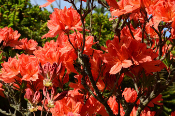 Sehr alte Azalee blüht orange im Garten