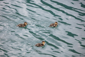 drei junge Enten