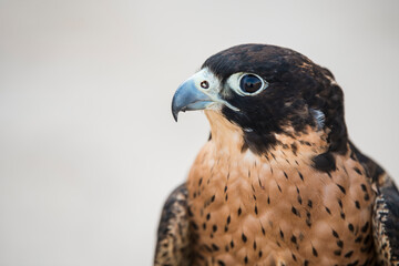 Doha,Qatar-12,10,2016: Arabian Falcon close-up shot