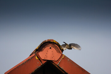 Fliegender Vogel auf dem Dach eines Hauses