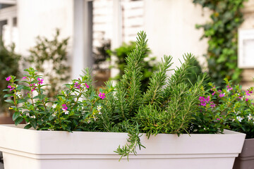Rosemary and other green herbs in pot on a balcony or terrace garden. 