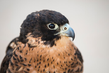 Doha,Qatar-12,10,2016: Arabian Falcon close-up shot