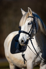 Horse white in partial shot from the front Horse looks with angled head to the right side up to the croup..