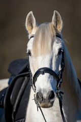 Horse white head portraits only part of the head, sharpness on the head..