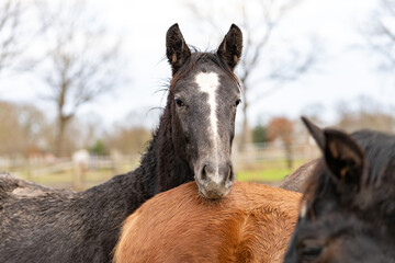 Black horse head appears over a horse's butt straight into the camera. The stallion looks curiously into the camera. Horses are dirty from mud and grass