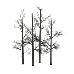 a group of Sourwood Trees in winter - isolated on white background - 3D Illustration