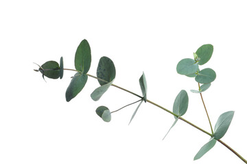 Beautiful eucalyptus branch isolated on white background